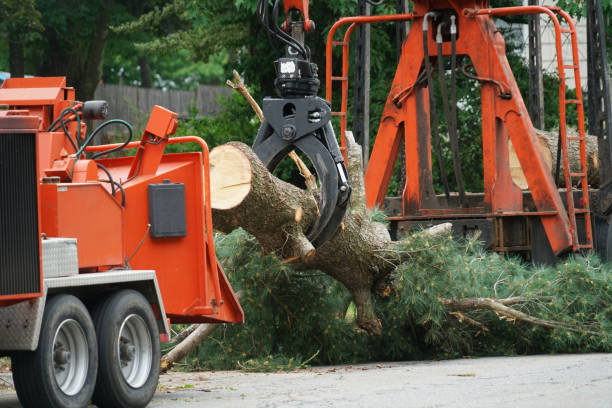 Professional Tree Service in New Madison, OH